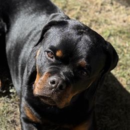 Rottweiler Puppies from Von Der Hing Rottweilers