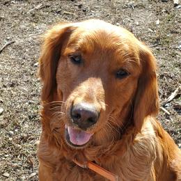 PickPocket - Golden Retriever