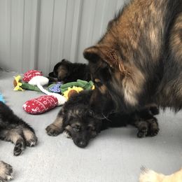 Shiloh Shepherd Puppies from Solace Shilohs