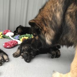 Shiloh Shepherd Puppies from Solace Shilohs