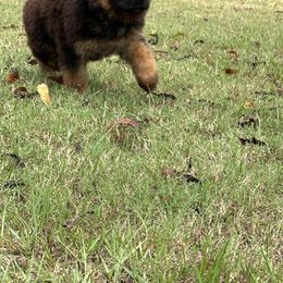 German Shepherd Puppies from Maximum Security GSD