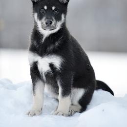 Gray Boy - Onni - Black and tan male Lapponian Herder puppy in Prattsburgh, New York from Maalattu Koirankoppi Lapponian Herders