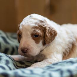 Frost - Parti male Poodle puppy in Fairfield, Illinois from Positively Doodles