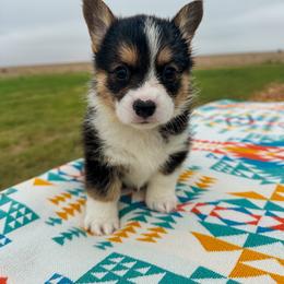 Star - Black and tan female Pembroke Welsh Corgi puppy in Walsh, Colorado from Wilson Ranch Corgis