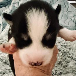 Howard - Black and white male Pomsky puppy in Cumberland County, Pennsylvania from M&L Pomskies