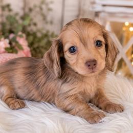 Simone (red shaded brindle) - Dapple female Dachshund puppy in Sebring, Florida from Mini Weenies