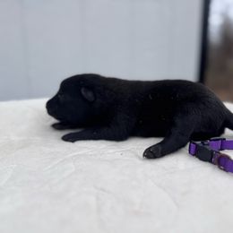 Purple female - Black sable male Belgian Malinois puppy in Russellville, Kentucky from KCK9