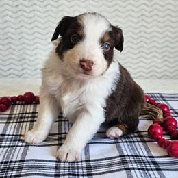 Rex - Red tri-color male Australian Shepherd puppy in Mountain Grove, Missouri from K Bar H Farms