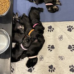 Miniature Schnauzer Puppies from Black Gold Miniature Schnauzers