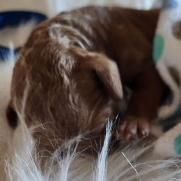 Boy 2 - Apricot Poodle puppy in Moses Lake, Washington from Dusty Lane Ranch
