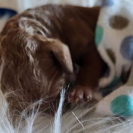 Boy 2 - Apricot Poodle puppy in Moses Lake, Washington from Dusty Lane Ranch