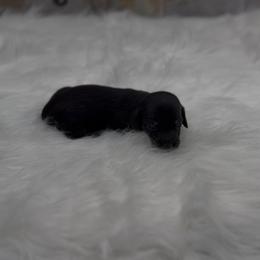 Black and Tan Smooth Girl - Black and tan female Dachshund puppy in Killeen, Texas from Southern Dachshunds