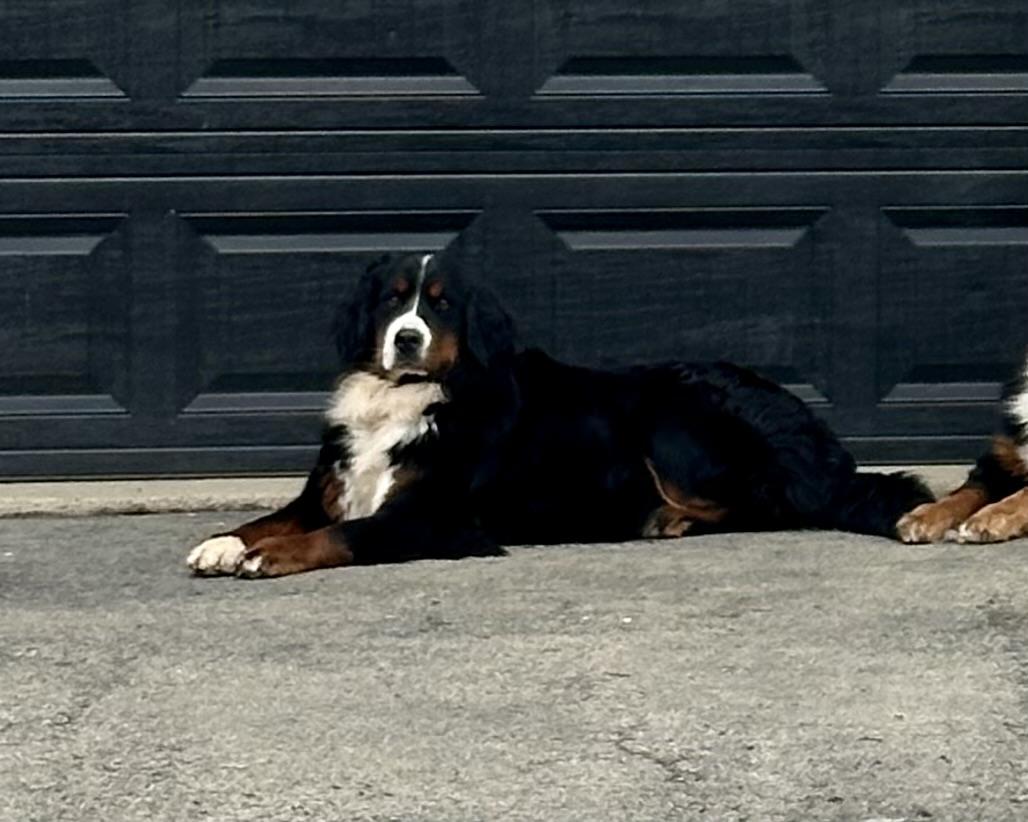 Stella