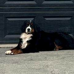 Stella - Bernese Mountain Dog