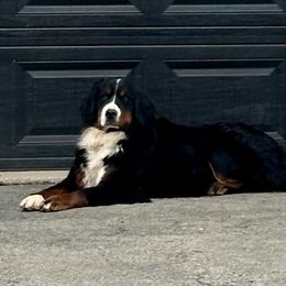 Stella - Bernese Mountain Dog
