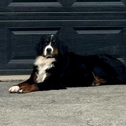 Stella - Bernese Mountain Dog
