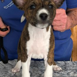 Kayper - Brindle and white Basenji puppy in Moreno Valley, California from Spitfire Basenjis
