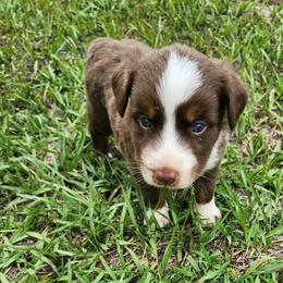 Bali ASDR - Red tri male Miniature Australian Shepherd puppy in Polk City, Florida from Skaky Shepherds