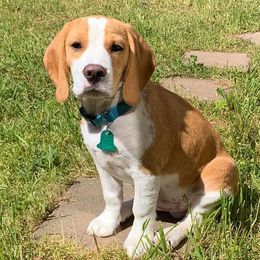 Beagle, Cardigan Welsh Corgi, and Pembroke Welsh Corgi Puppies from SM Corgis