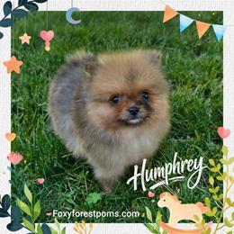 Humphrey- Tiny AKC - Orange sable male Pomeranian puppy in Eatonville, Washington from Foxy Forest Poms