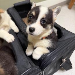 Female 2 - Black and tan female Pembroke Welsh Corgi puppy in Thornton, New Hampshire from Dinger’s Dogs