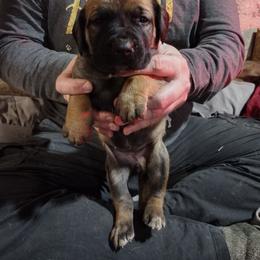 Periwinkle girl - Red female Boerboel puppy in Dowagiac, Michigan from Flanders Kennels LLC