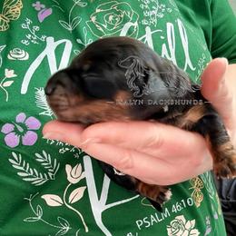 Stitch - Black and tan male Dachshund puppy in Copperas Cove, Texas from Isalyn Dachshunds