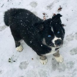 Siberian Husky Puppies from Myths and Legends Siberian Huskies