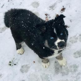 Siberian Husky Puppies from Myths and Legends Siberian Huskies