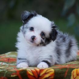 Paddington - Blue merle male Miniature American Shepherd puppy in Chocowinity, North Carolina from Foxtail Hollow