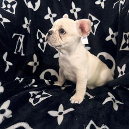 Cream Girl1 - Cream female French Bulldog puppy in Denison, Texas from Lovemyfrenchies – Stoddard Frenchbulldog's