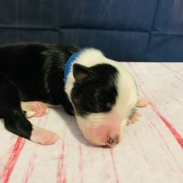 Australian Shepherd Puppies from REINVENTED.KENNELS