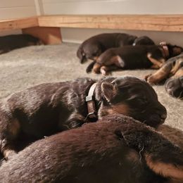 German Shepherd Puppies from H German Shepherds
