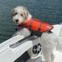 Wire Fox Terriers from Shady Oaks WFT