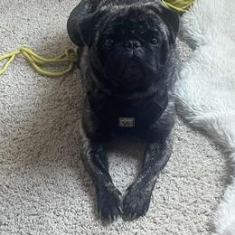 Tug - Pug
