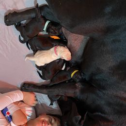 "Faye with pups and her very best friend" Labrador Retriever Puppies from Triple L Labs & Co.