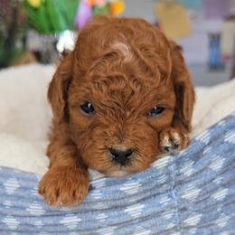 Toby - Red male Cavapoo puppy in Blackfoot, Idaho from Rocky Desert Goldens and Cavaliers