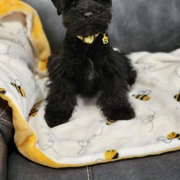 Yellow collar - Black female Miniature Schnauzer puppy in Trinity, Alabama from C&E'S Schnauzers