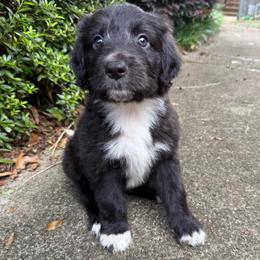 Natasha (Black Widow) - female Australian Mountain Doodle puppy in Williamston, South Carolina from Sassy Bob’s Dogs