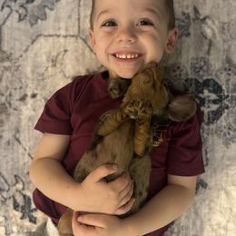 Dachshund Puppies from Birkin’ Paws