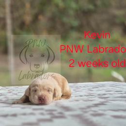 Kevin - Yellow male Labrador Retriever puppy in Rogue River, Oregon from PNW Labradors