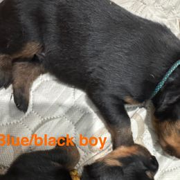 Blue black collar - Black and mahogany male Rottweiler puppy in Cheshire, Connecticut from Von Der Hügelspitze