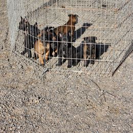 Belgian Malinois Puppies from Keith's Belgian Malinois