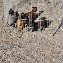 Belgian Malinois Puppies from Keith's Belgian Malinois
