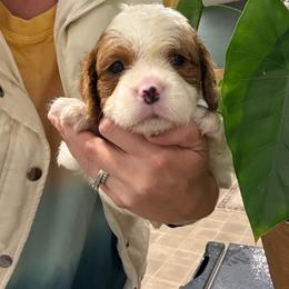 -Boston-  Teddy Bear cavapoo - Blenheim male Cavapoo puppy in Brandenburg, Kentucky from Bluegrass River Newfoundlands
