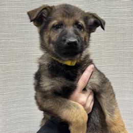 Girl 5 - female German Shepherd puppy in Willington, Connecticut from Wertvoll German Shepherds