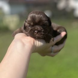 Chocolate and tan - Chocolate and tan female Shih Tzu puppy in Clinton, Tennessee from Southland’s Shih Tzus