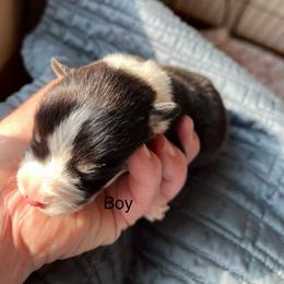 Pretty Bold Boy - Black and tan male Pembroke Welsh Corgi puppy in Blaine, Tennessee from Rose Brier Pembroke Welsh Corgis
