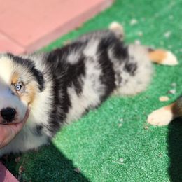BMM2 - Blue merle male Australian Shepherd puppy in Sunbright, Tennessee from Laudrick Aussies