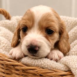 AKC Boy 1 - Piebald male Dachshund puppy in Bolivar Peninsula, Texas from A and G Dachsunds